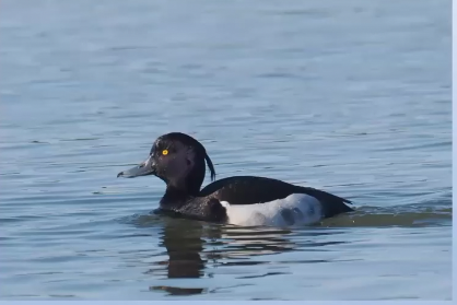 Tufted Duck